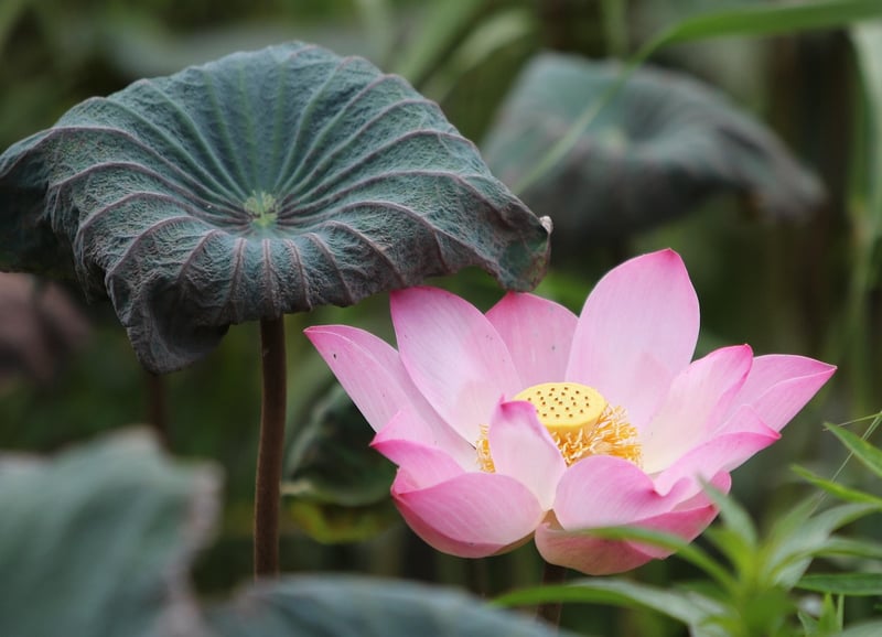 Mindfulness Meditation